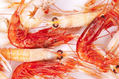 Shrimp, red and orange clipart