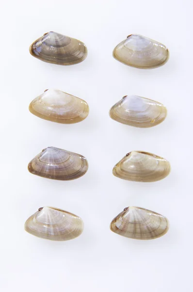 Clams mollusk — Stock Photo, Image