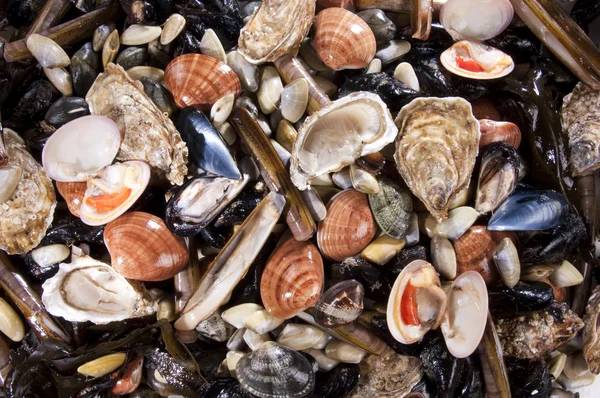 stock image Mixed fish and sea food