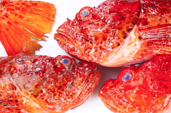 Scorpinfish vermelho — Fotografia de Stock