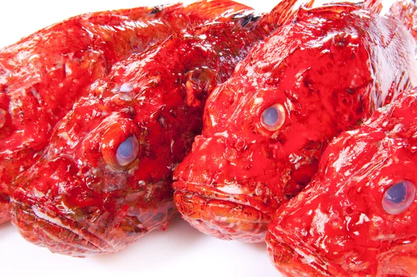 Червоний Scorpinfish — стокове фото