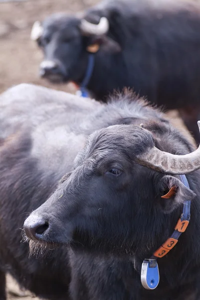 Buffalo — Stock Photo, Image