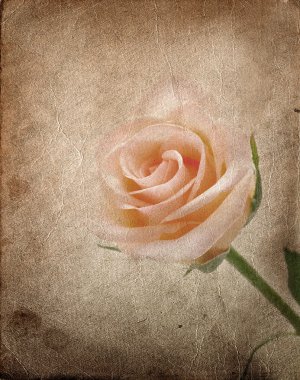 güzel rose.vintage