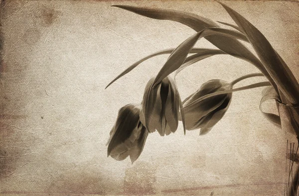 Tulipanes vintage —  Fotos de Stock
