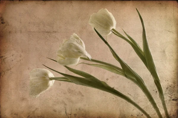 stock image Vintage tulips