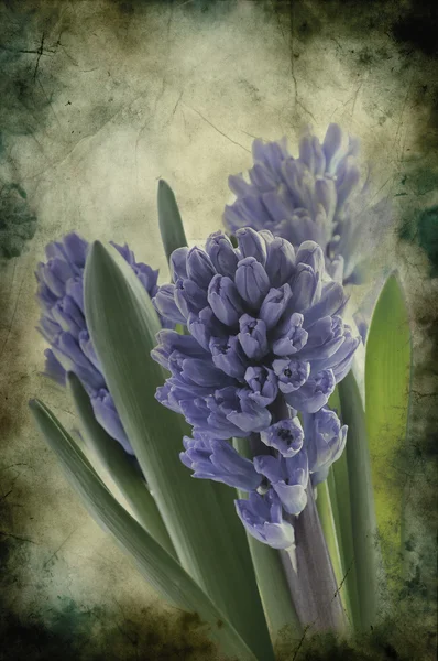 Boeket violet hyacint — Stockfoto