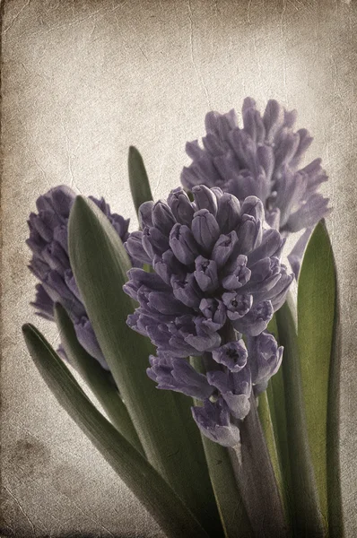 Гіацинт букет фіолетовий — стокове фото