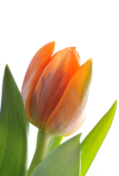 Тюльпан на білому — стокове фото