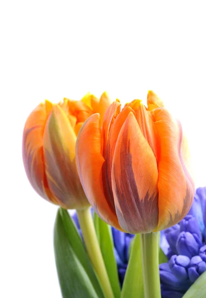 Kytice tulipány a hyacinty — Stock fotografie