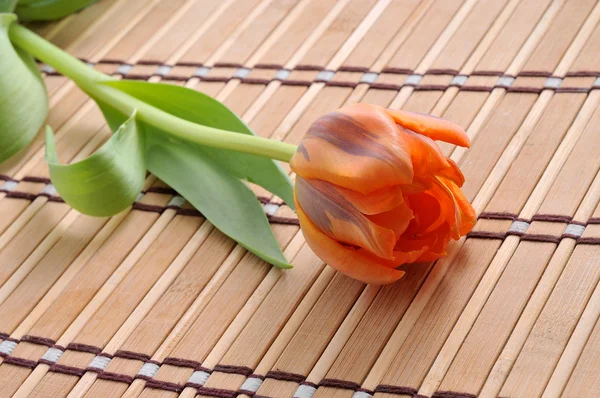 Strauß Tulpen auf dem Hintergrund — Stockfoto