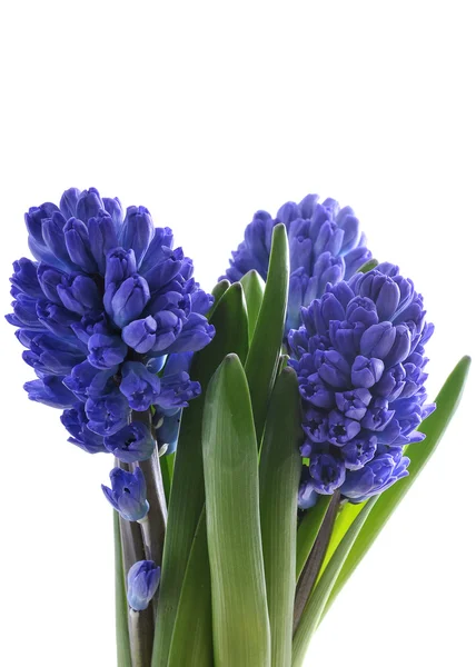 Boeket van hyacint — Stockfoto