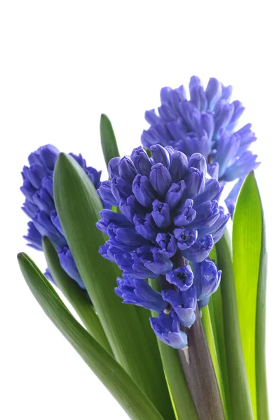 Bukett av hyacint — Stockfoto