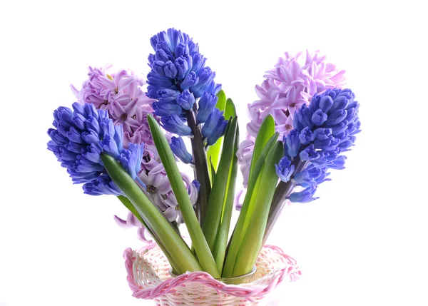 Bukett av hyacint — Stockfoto