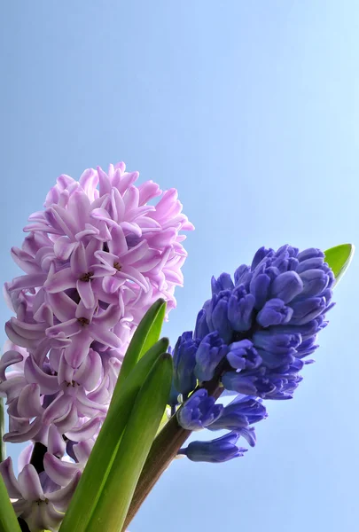 ヒアシンスの花束 — ストック写真