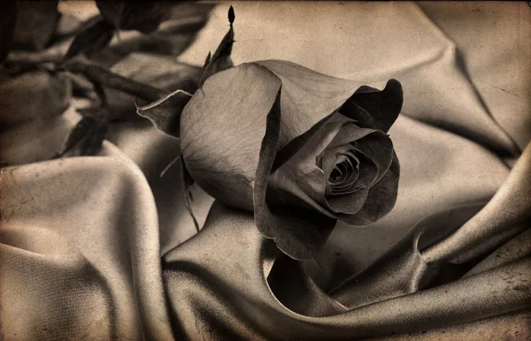 Güzel rose.vintage — Stok fotoğraf
