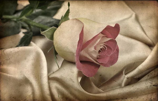 Όμορφη rose.vintage Royalty Free Φωτογραφίες Αρχείου
