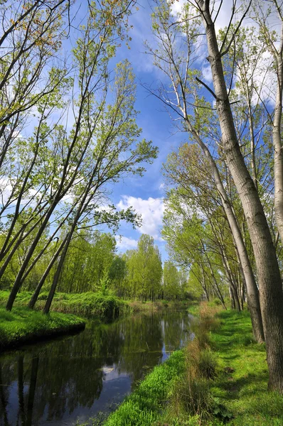 stock image Lake with forest