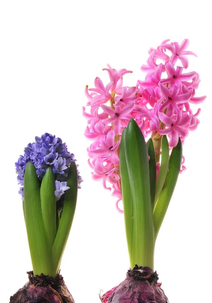 stock image Hyacinths