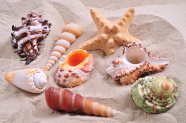 Starfish and seashells clipart