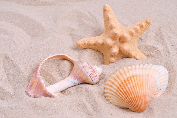Estrellas de mar y conchas marinas — Foto de Stock