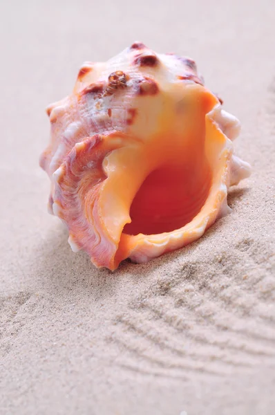 stock image Sea shell