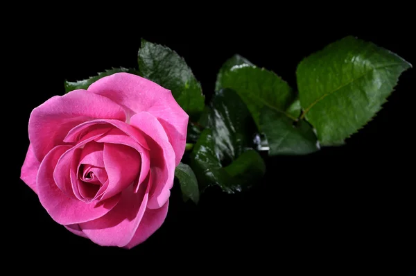 stock image Rose on the black