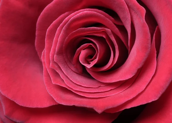 stock image Red rose