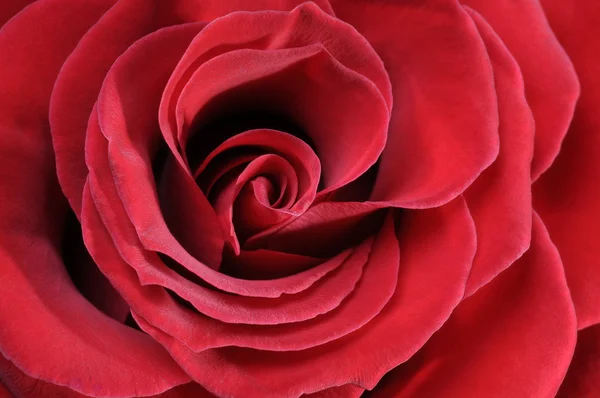 stock image Red rose