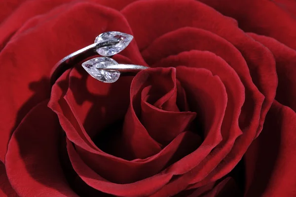 Ring im Herzen der Rosenblüte — Stockfoto