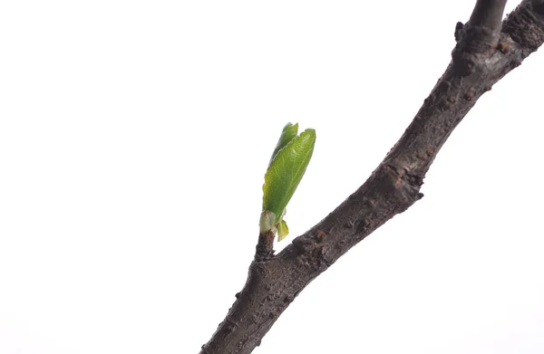 stock image Branch of tree