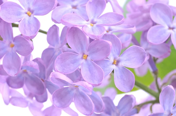 Flor de lila — Foto de Stock