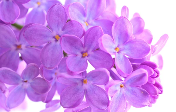 Fleur de lilas — Photo