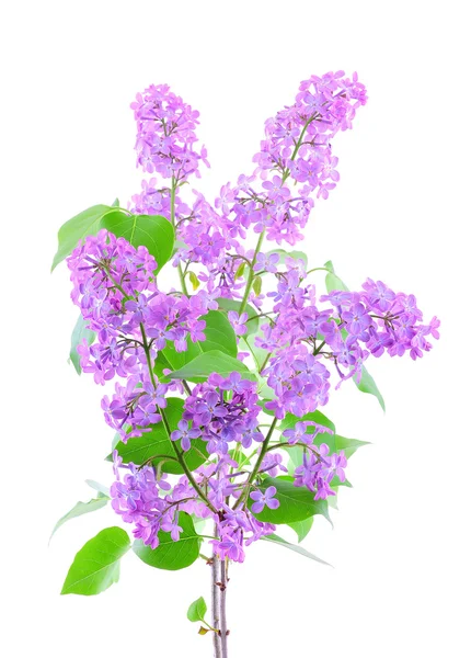 stock image Lilac flower