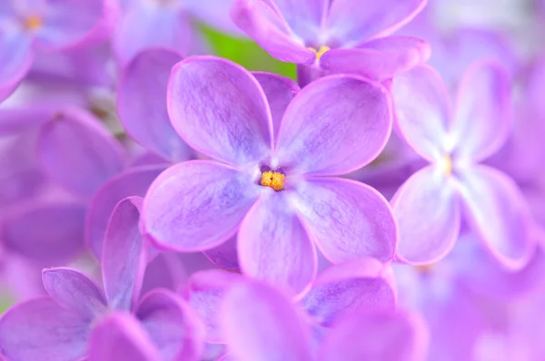 Fleur de lilas — Photo