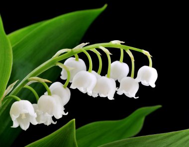 Lily of the valley clipart