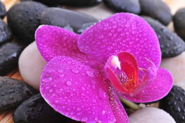 River rocks with orchid clipart