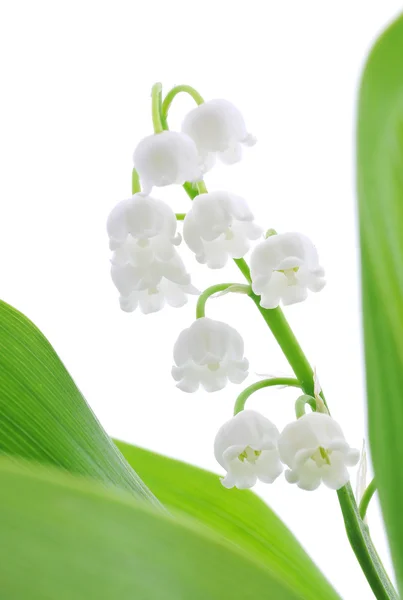 Stock image Lily of the valley