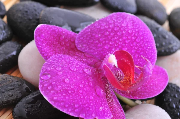 River rocks with orchid — Stock Photo, Image