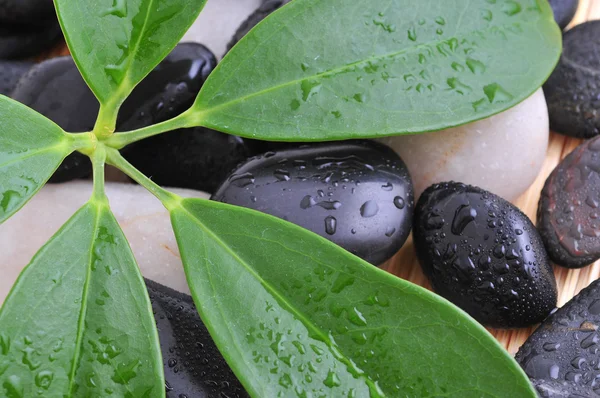 Wet river rocks with green leaf — Stock Photo, Image