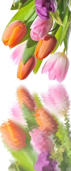 Frescos y elegantes tulipanes con reflejo de agua — Foto de Stock