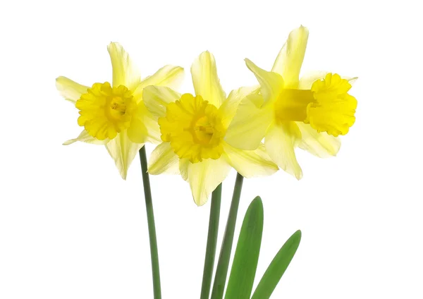 stock image Yellow Daffodils