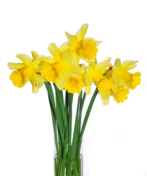 stock image Yellow Daffodils