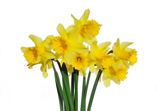 stock image Yellow Daffodils