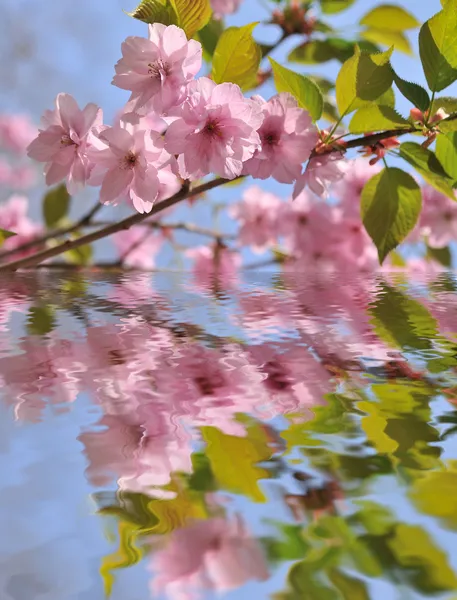 stock image Spring flowers reflected in the water