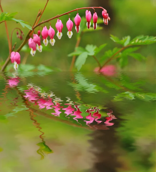 Flores de primavera refletidas na água — Fotografia de Stock