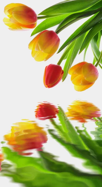 Tulipas elegantes frescas com reflexo de água — Fotografia de Stock