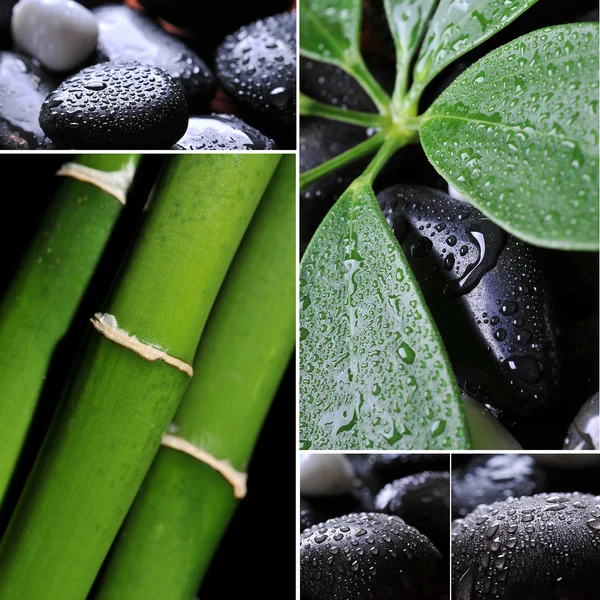 Collage of wet river rocks with green leaf — Stock Photo, Image