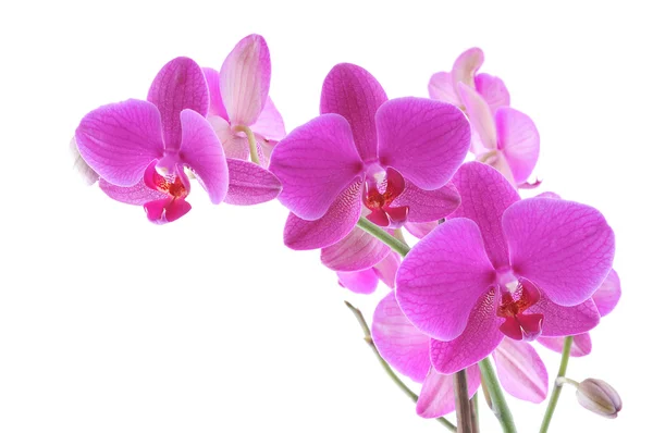Paarse orchid Stockfoto