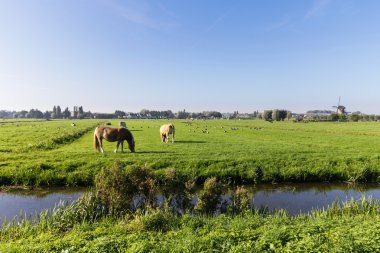 Farm fields in Holland clipart