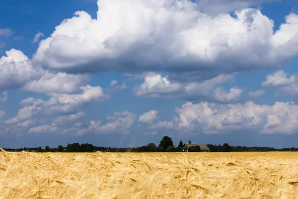 Wheat farm field — Stock Photo, Image